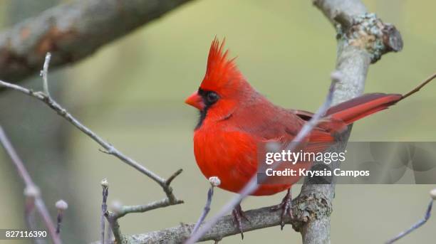 Maile Cardinal 1,866 Male Cardinal Bird Stock Photos, High-Res Pictures, and Images ...