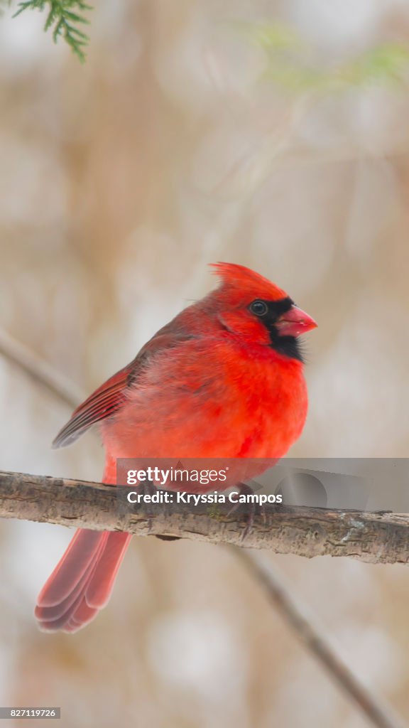 Red Cardinal Bird Perched on Bare Branches