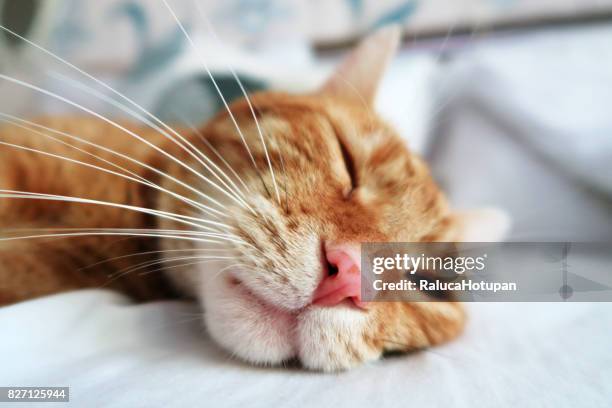 closeup of a red cat face while sleeping