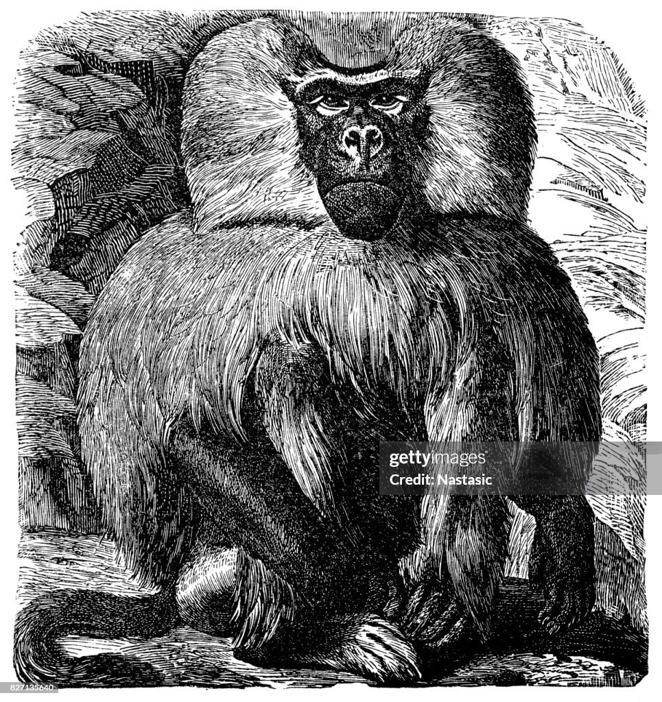 Baboon (Cynocephalus Hamadryas)