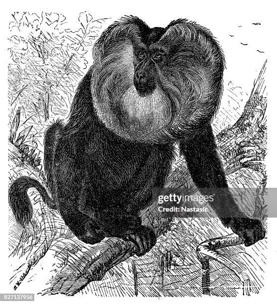 Wanderoo Monkey Sketch Photos and Premium High Res Pictures - Getty Images