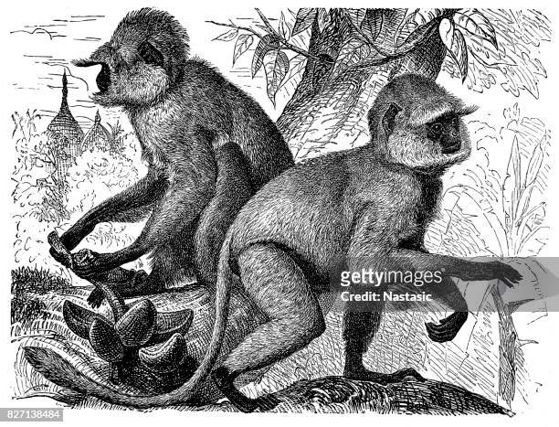 the northern plains gray langur (semnopithecus entellus) - hanuman stock illustrations