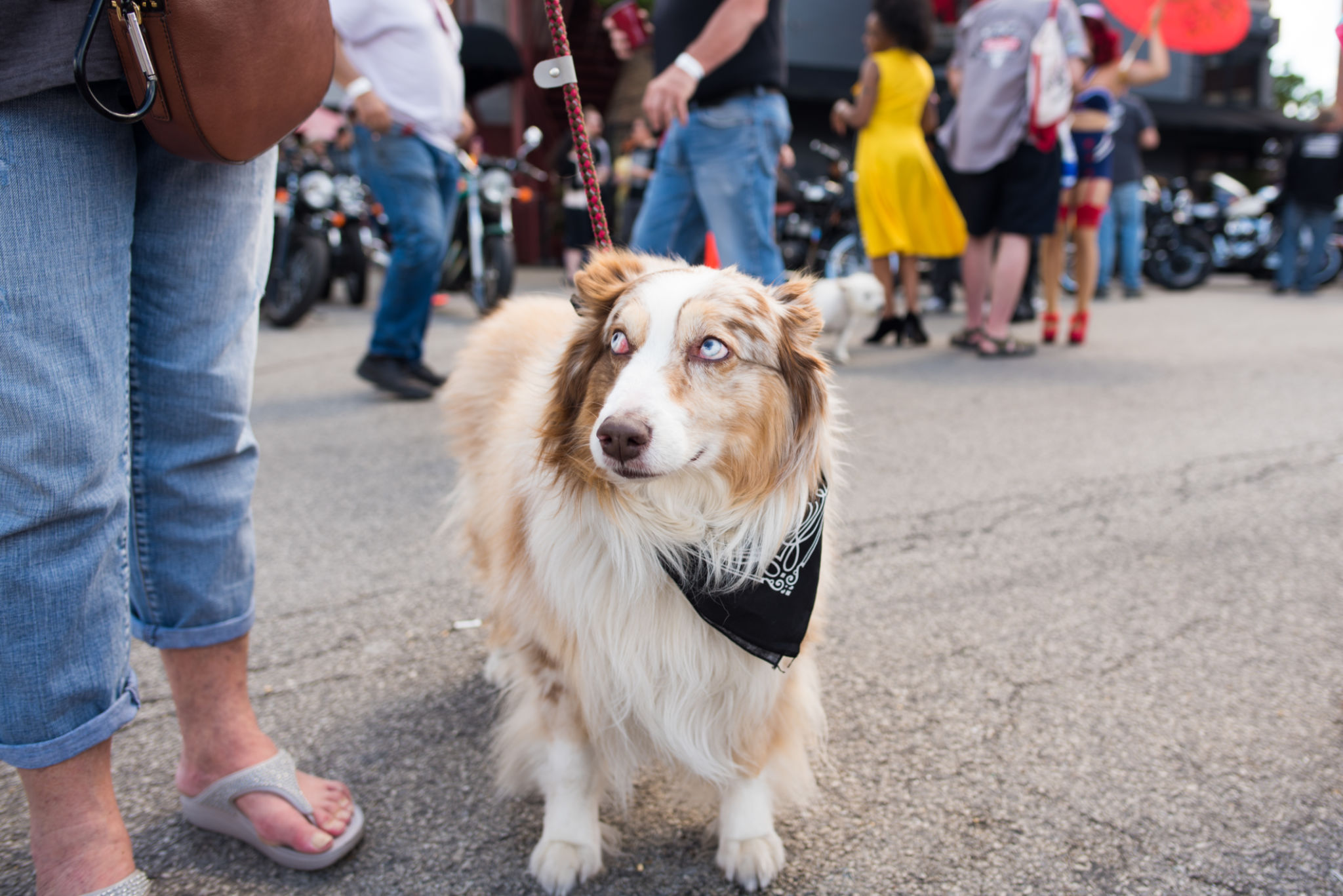 dog crowd