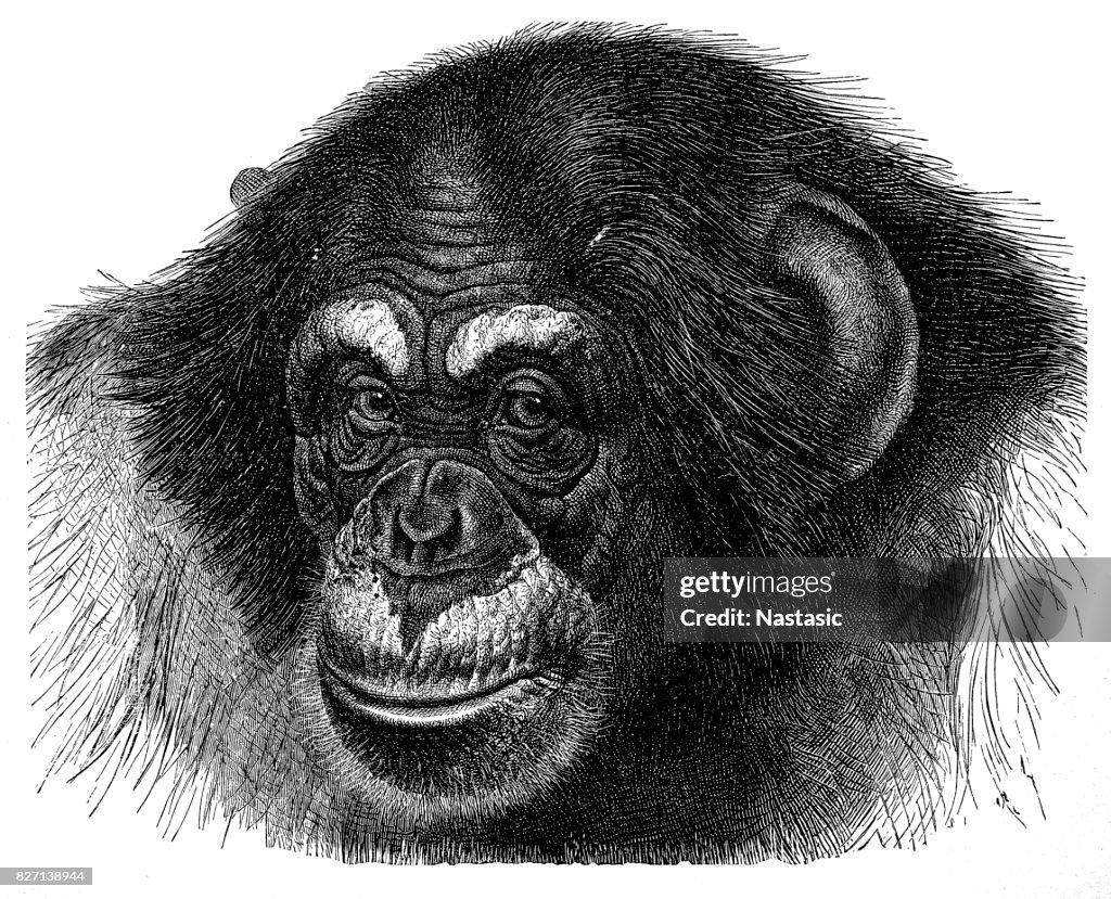 Chimpanzee (Pan Troglodytes)
