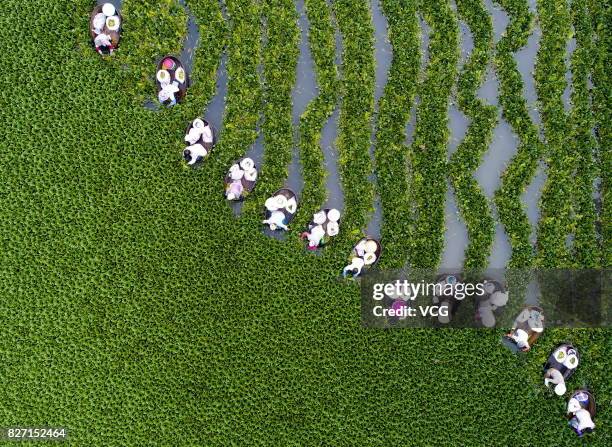 Farmers collect water caltrop nuts, Trapa natans, on Qiuxue Lake on August 6, 2017 in Taizhou, China.