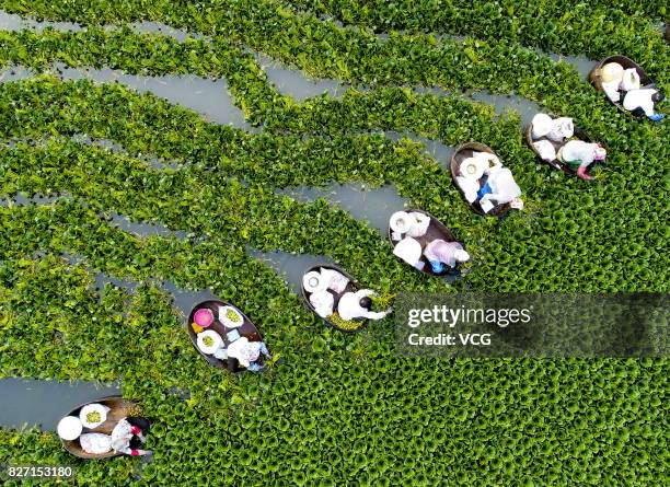 Farmers collect water caltrop nuts, Trapa natans, on Qiuxue Lake on August 6, 2017 in Taizhou, China.