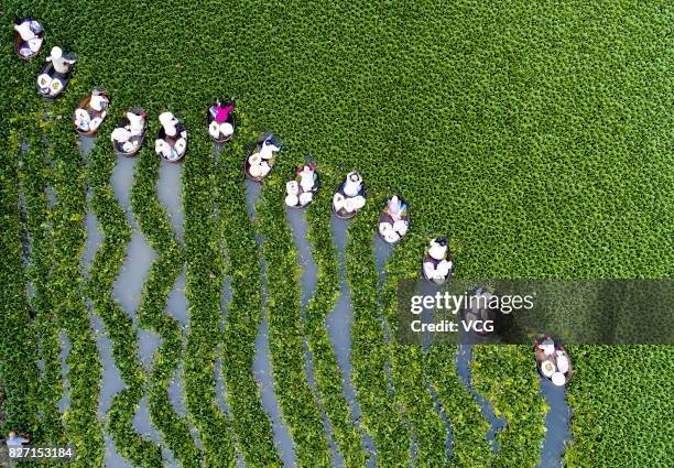 Farmers collect water caltrop nuts, Trapa natans, on Qiuxue Lake on August 6, 2017 in Taizhou, China.