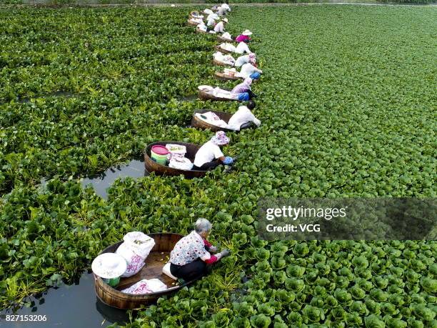 Farmers collect water caltrop nuts, Trapa natans, on Qiuxue Lake on August 6, 2017 in Taizhou, China.