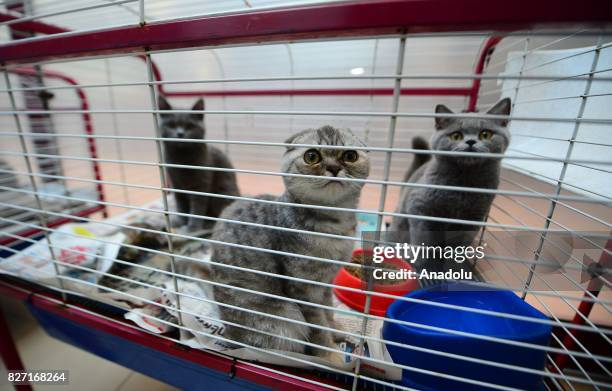 Scottish fold" and "Scottish straight" cats are seen in a cage after they captured inside the luggages of a group of Ukrainian tourists at Antalya...
