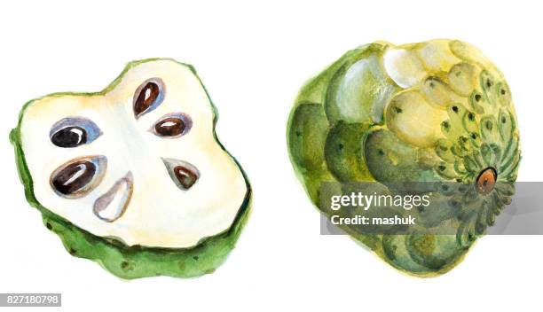 watercolor fruit and flower_cherimoya - cherimoya stock illustrations