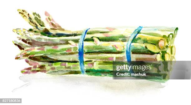 stockillustraties, clipart, cartoons en iconen met aquarel groenten en flower_asparagus - asparagus