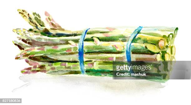 ilustrações, clipart, desenhos animados e ícones de flower_asparagus e frutas em aquarela - aspargo