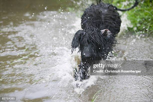 black dog running through water - briard stock pictures, royalty-free photos & images