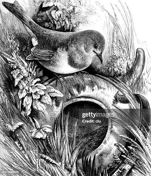 robins nest in the kettle - robin nest stock illustrations