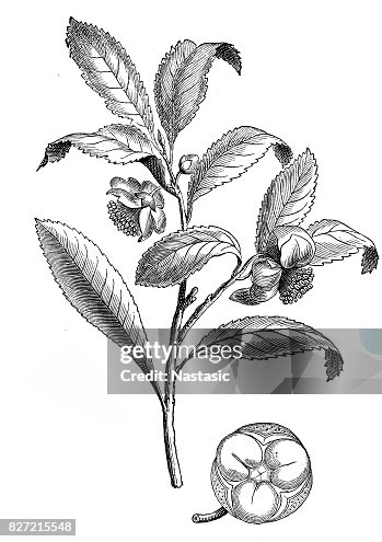 Chiya Tea Vector China Tea High-Res Vector Graphic - Getty Images