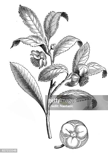 china tea (camellia sinensis) - camellia sinensis stock illustrations
