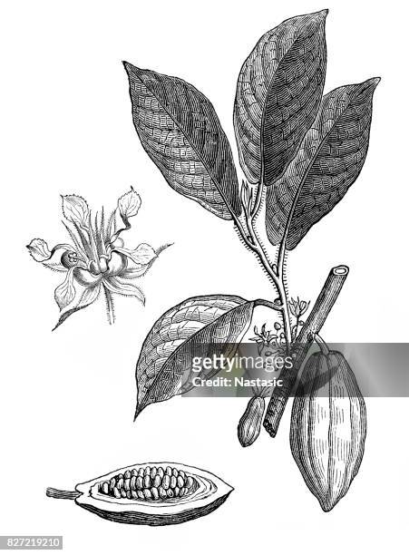 ilustraciones, imágenes clip art, dibujos animados e iconos de stock de theobroma cacao, cacao - grabado técnica de ilustración ilustraciones