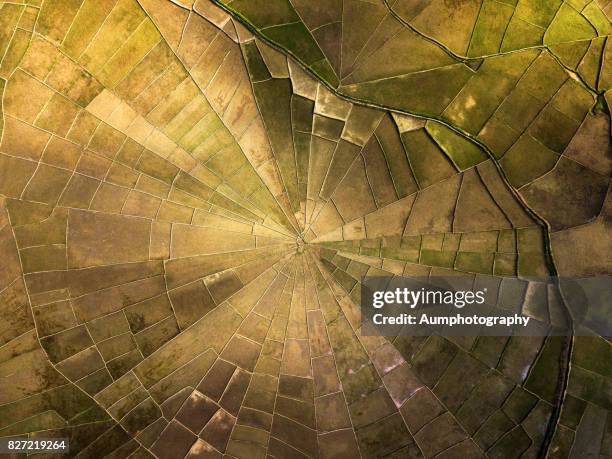 spider web rice fields at lodok cancar village, flores island, indonesia. - spider web imagens e fotografias de stock