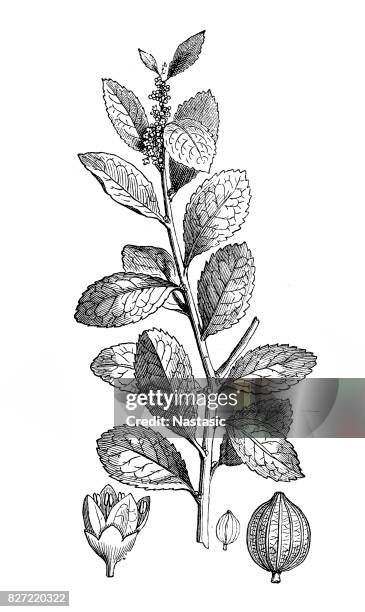 yerba mate (ilex paraguariensis) - yerba mate stock illustrations