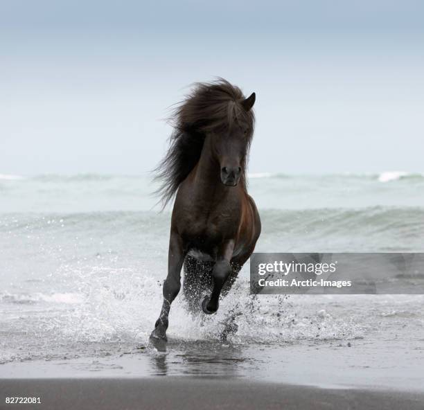 stallion running on beach - horses running fotografías e imágenes de stock