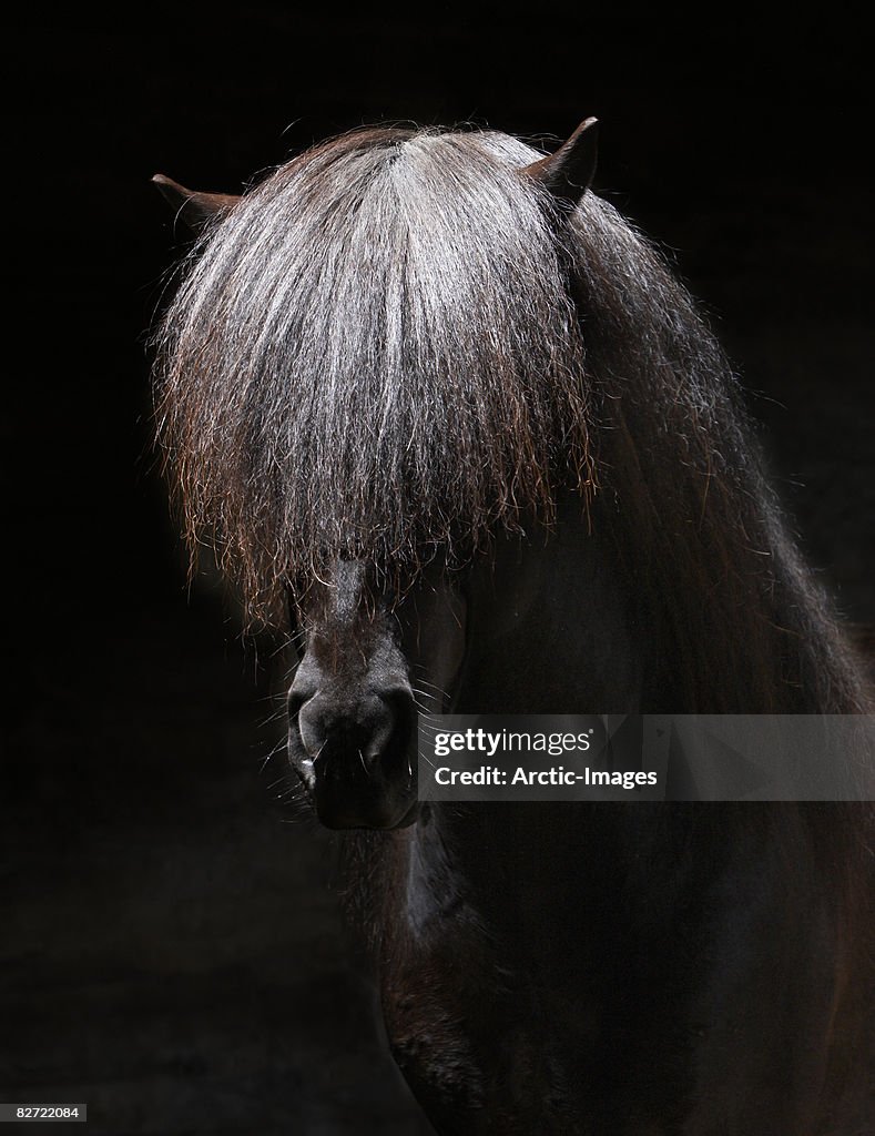 Portrait of Stallion