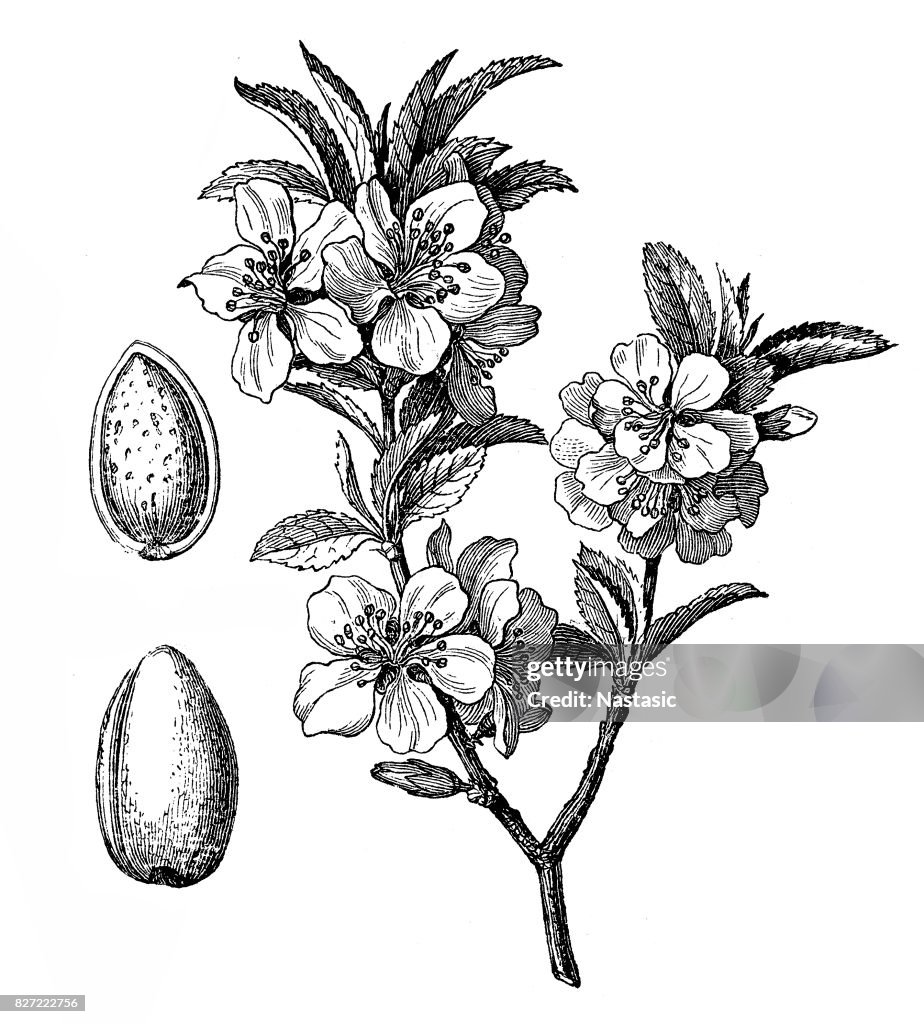 Almendro (Prunus dulcis, Prunus amygdalus