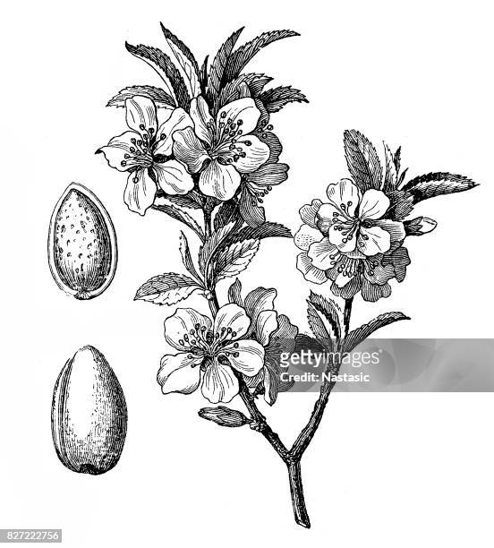 ilustraciones, imágenes clip art, dibujos animados e iconos de stock de almendro (prunus dulcis, prunus amygdalus - castor