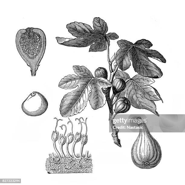 illustrazioni stock, clip art, cartoni animati e icone di tendenza di fico comune (ficus carica) - cucina greca