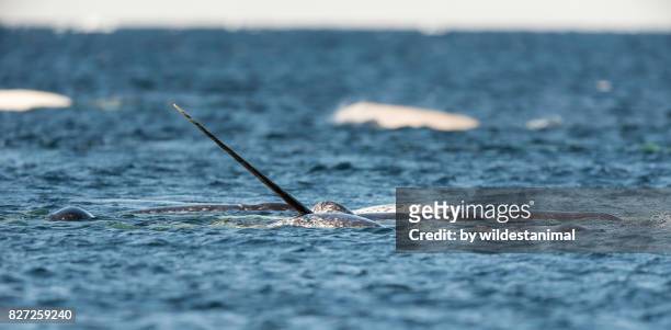 pod of narwhals feeding on the surface with one male showing off it's tusk at the surface, baffin island, canada. - narval fotografías e imágenes de stock