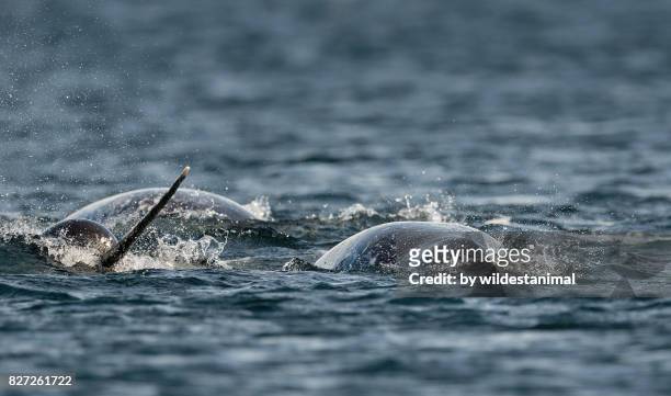 close up view of a pod of narwhals feeding on the surface with one male showing off it's tusk, baffin island, canada. - narval fotografías e imágenes de stock