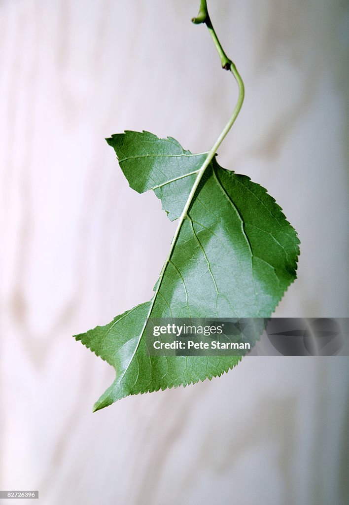 Leaves from a fruit tree; Apricot.