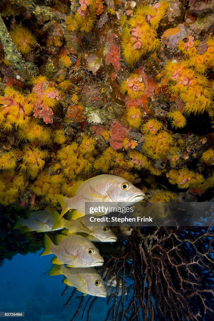 Schooling fish Congregate near Manned Habitat