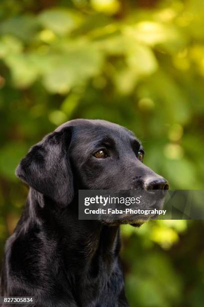 1,089 Black Lab Head Stock Photos, High-Res Pictures, and Images ...