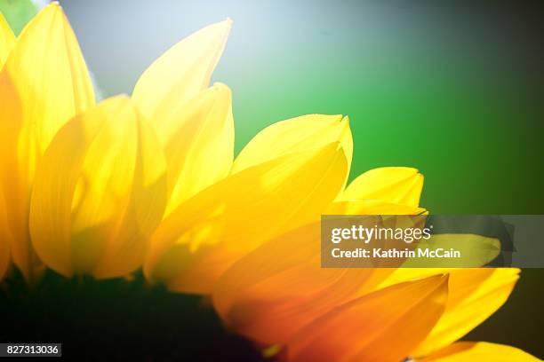 teilaufnahme einer sonnenblume - sonnenblume foto e immagini stock