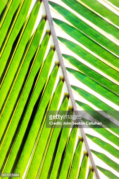 coconut frond on catanduanes island - catanduanes ストックフォトと画像