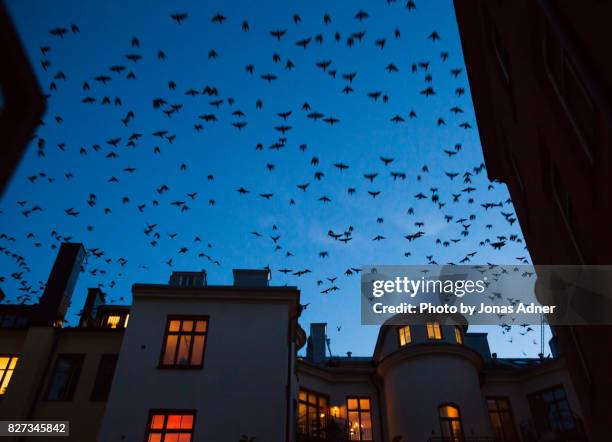 evening flock of birds lifting from the roof. - jonas adner stock pictures, royalty-free photos & images