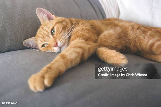 sofa cat - ginger cat stock pictures, royalty-free photos & images