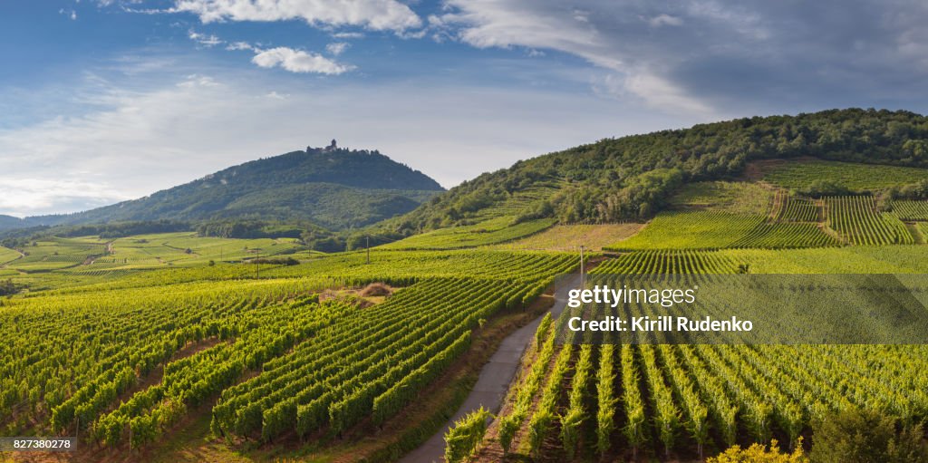 Vineyards by the footsteps of the mountains in Alsace, France