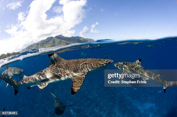 gray reef sharks and blacktip reef sharks  - grey reef shark stock pictures, royalty-free photos & images