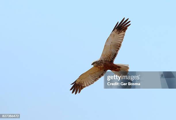 hunting marsh harrier (circus aeruginosus) - birds of prey stock pictures, royalty-free photos & images