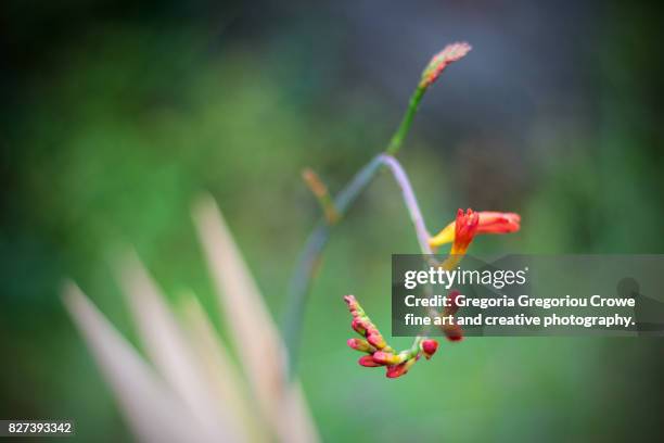 montbretia flower buds (crocosmia crocosmiiflora) - gregoria gregoriou crowe fine art and creative photography - fotografias e filmes do acervo