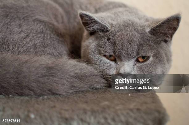 sleepy cat looking at the camera - occhio di vetro foto e immagini stock