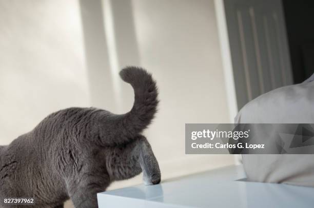 british short hair cat walking away from bed - cat bored stock pictures, royalty-free photos & images