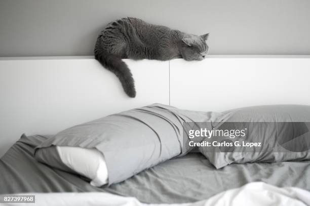 british short hair cat napping on bed headboard - british shorthair cat stock pictures, royalty-free photos & images