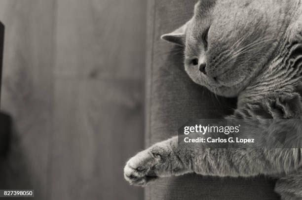 british short hair cat relaxing on the edge of a sofa - british shorthair cat stock pictures, royalty-free photos & images
