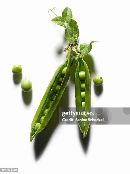 sugar snap peas open with single peas  - エンドウマメの鞘 ストックフォトと画像
