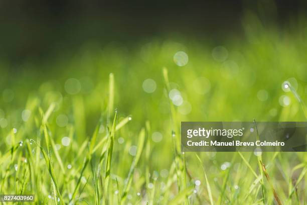 grass background - morning dew flower garden stock-fotos und bilder