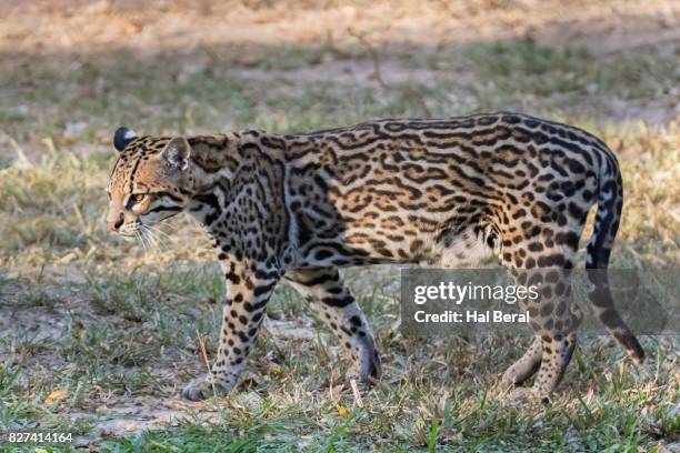 Oceloto Instrument 118 Brazilian Ocelot Stock Photos, High-Res Pictures, and Images ...