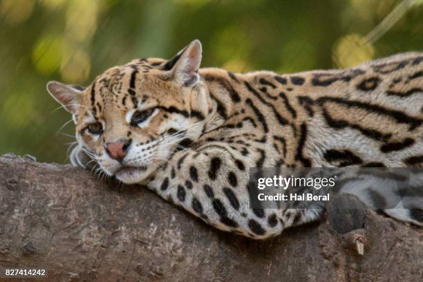 Oceloto Instrument 192 Brazilian Ocelot Stock Photos, High-Res Pictures, and Images ...