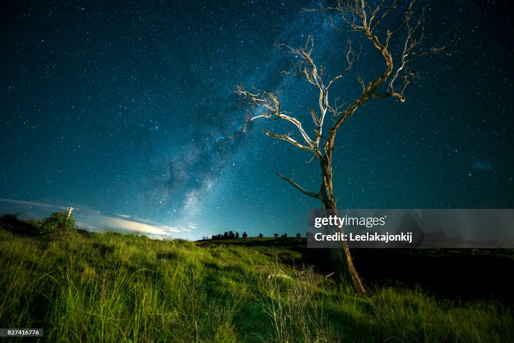 Santing Tree Standing Tree With Milky Way High-Res Stock Photo - Getty Images